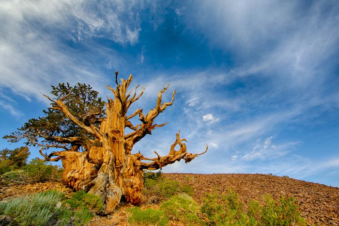 Nejstarší strom Methuselah