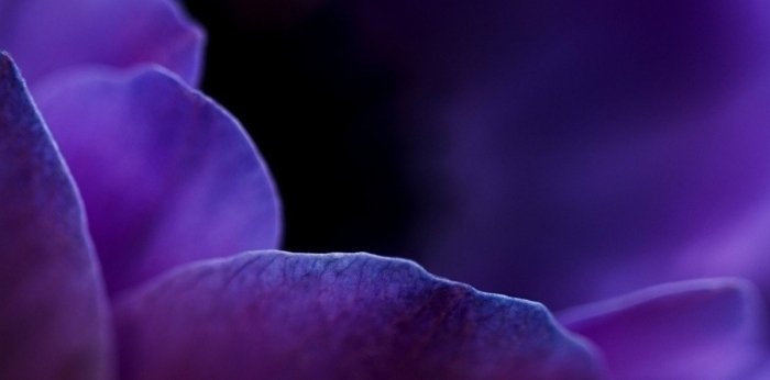 Luxusní barva roku 2022 Very peri: kde všude ji můžete použít?
