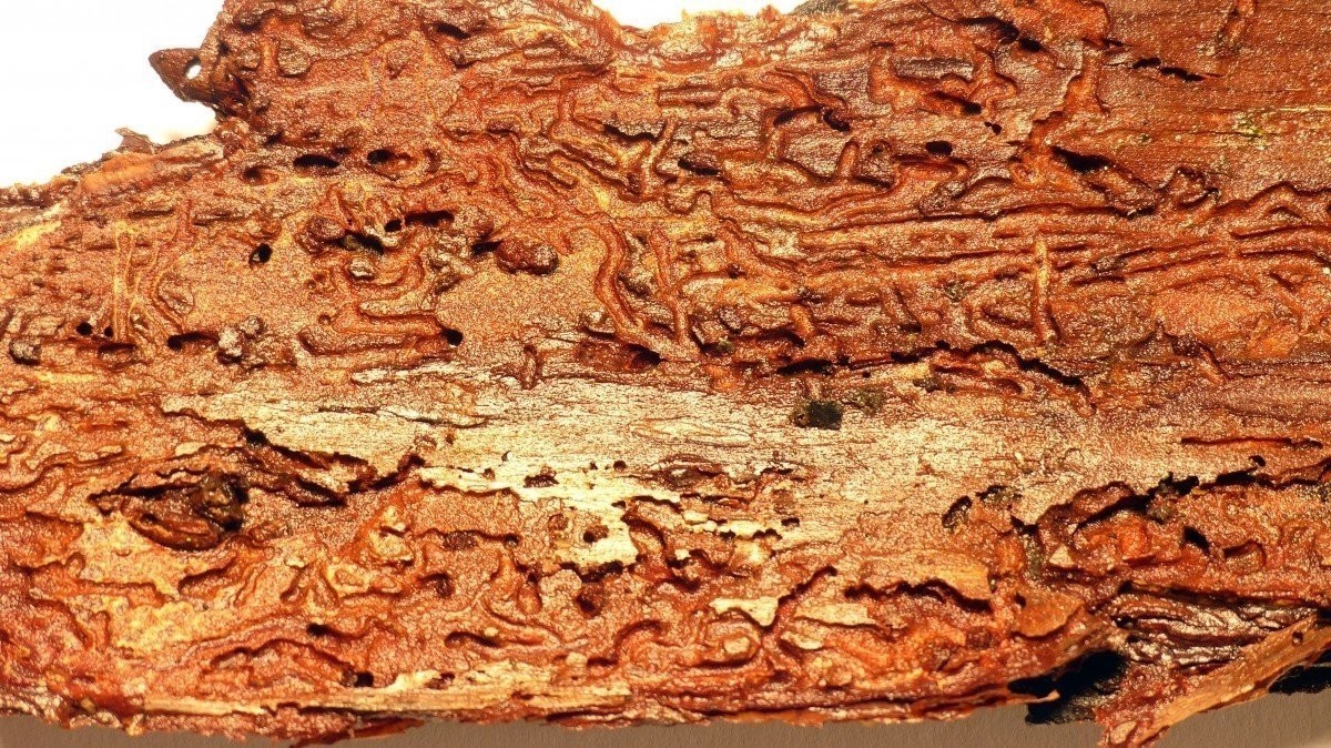 Larva červotoče požírající dřevo