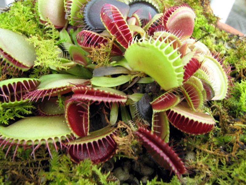 florárium