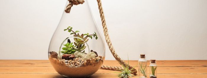 Sukulentové florárium