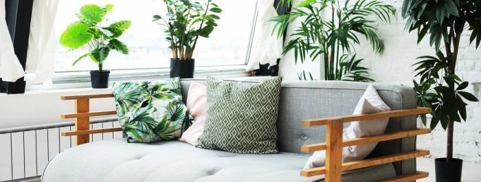 Znovuobjevená monstera - kytka našich babiček