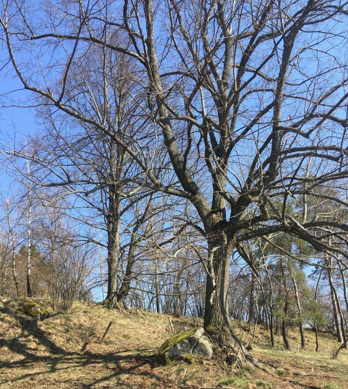 treehouse na vysočině