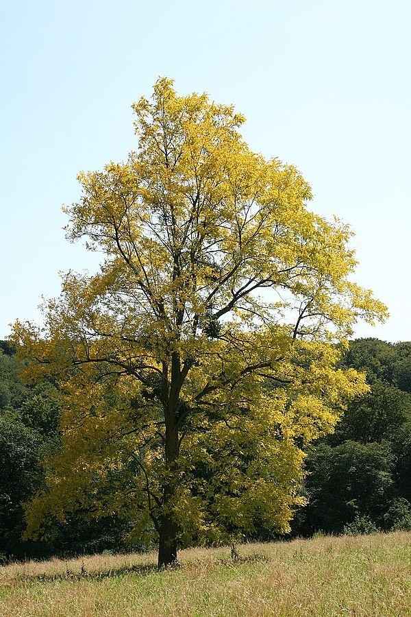 akátové dřevo