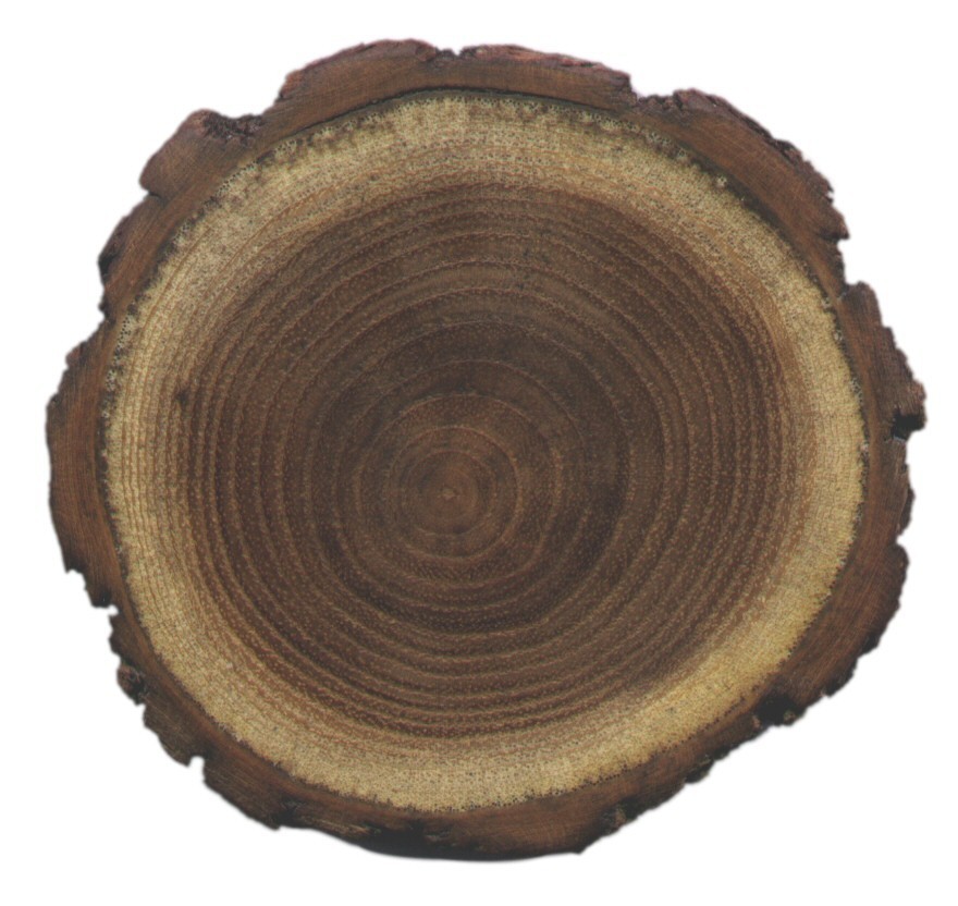 akátové dřevo vlastnosti