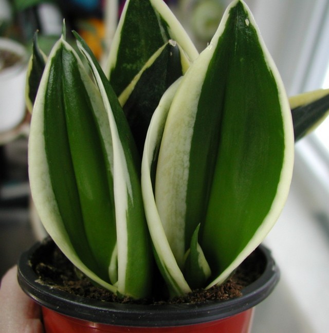 Sansevieria druhy