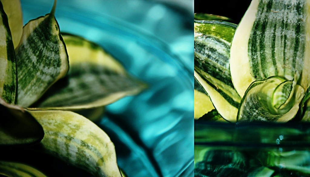 Sansevieria hahnii