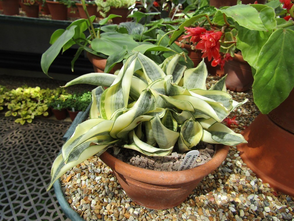 Sansevieria hahnii