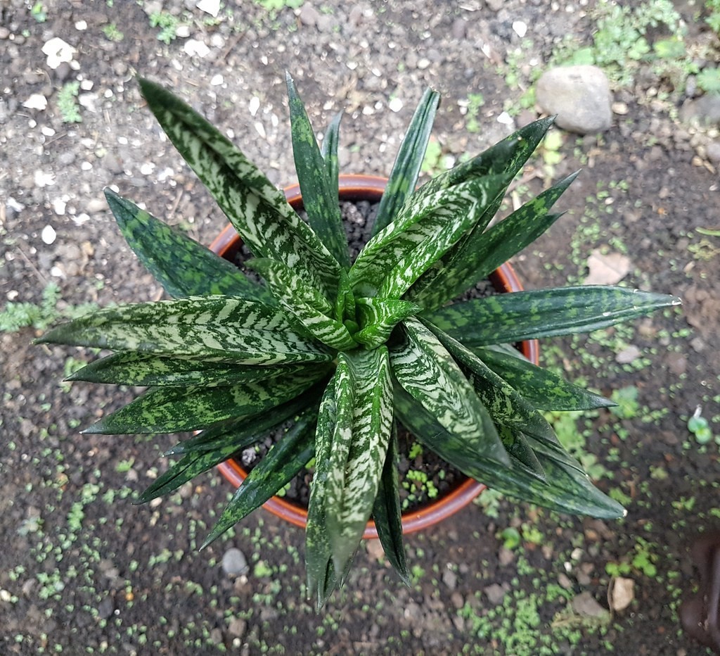 Sansevieria hahnii