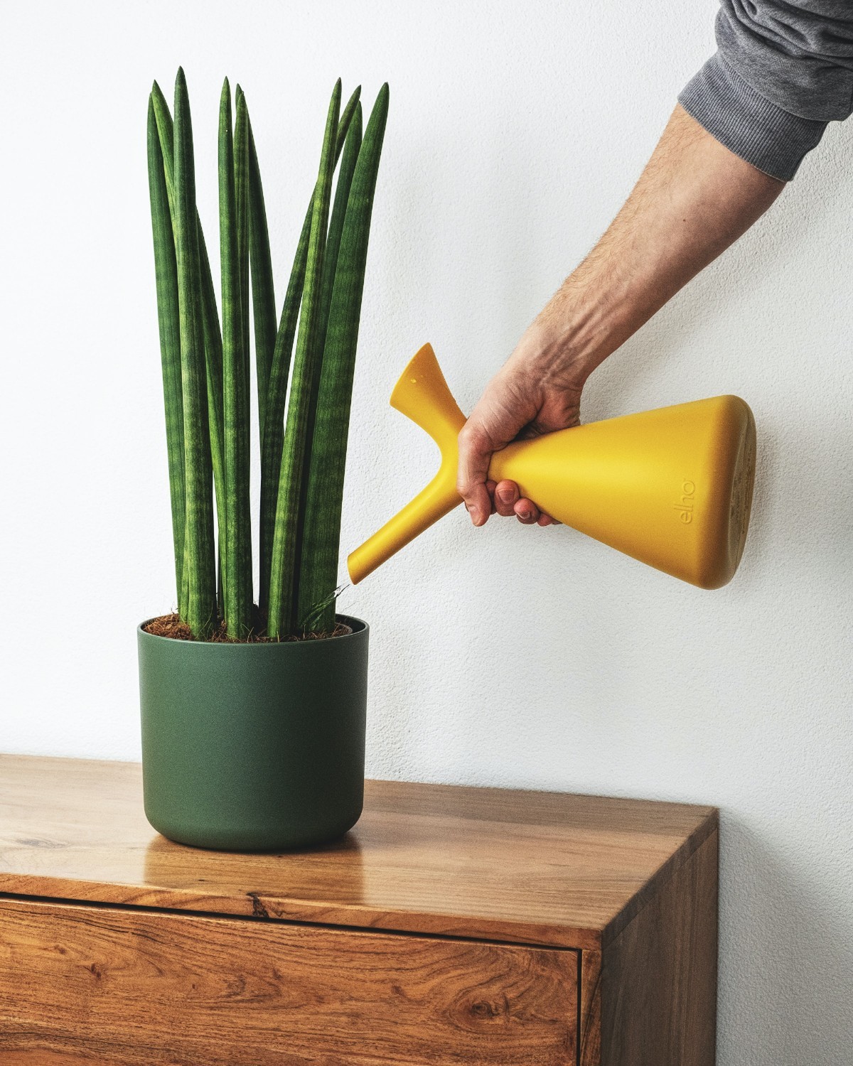 Sansevieria druhy