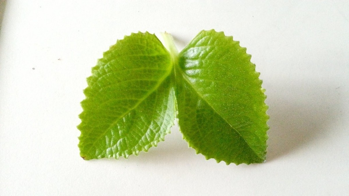 Rýmovník