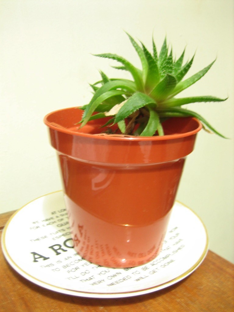 Aloe vera