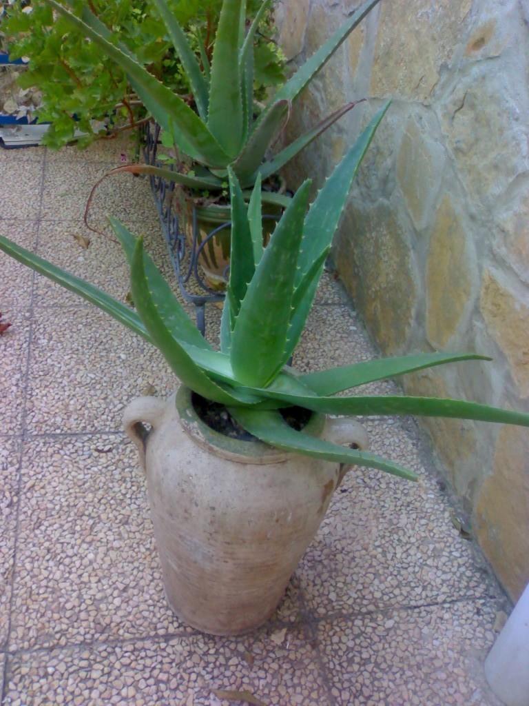 Aloe vera