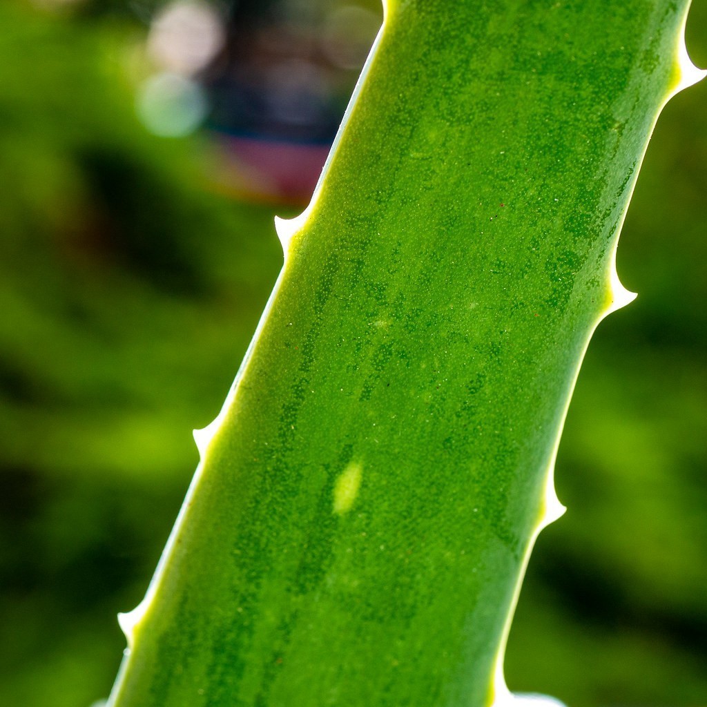 Aloe vera
