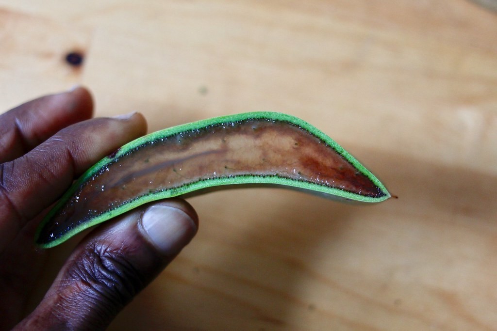 Aloe vera