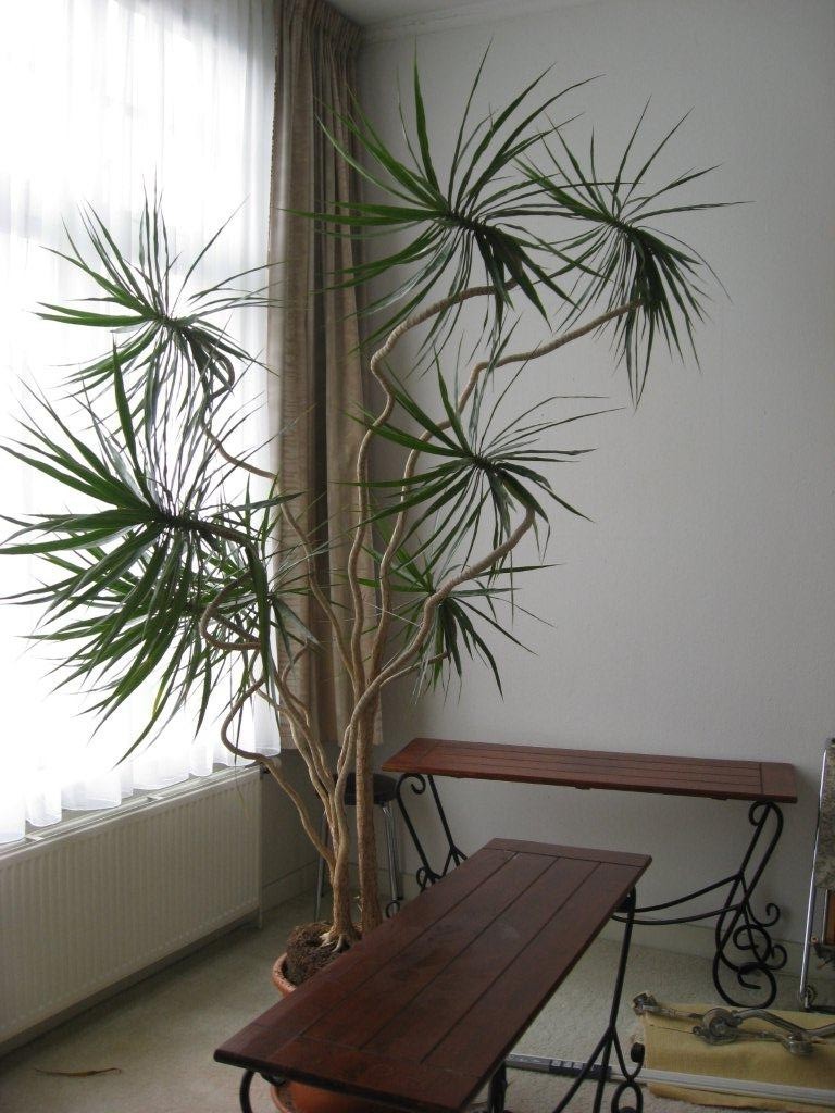 dracena palma
