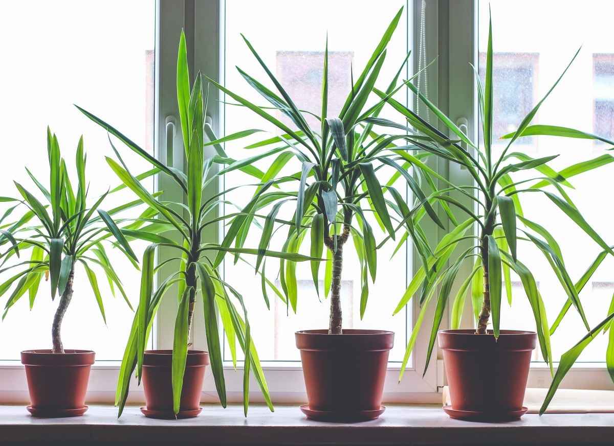 dracena pestovani