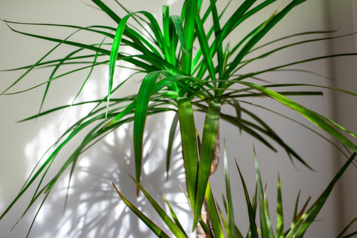 dracena marginata