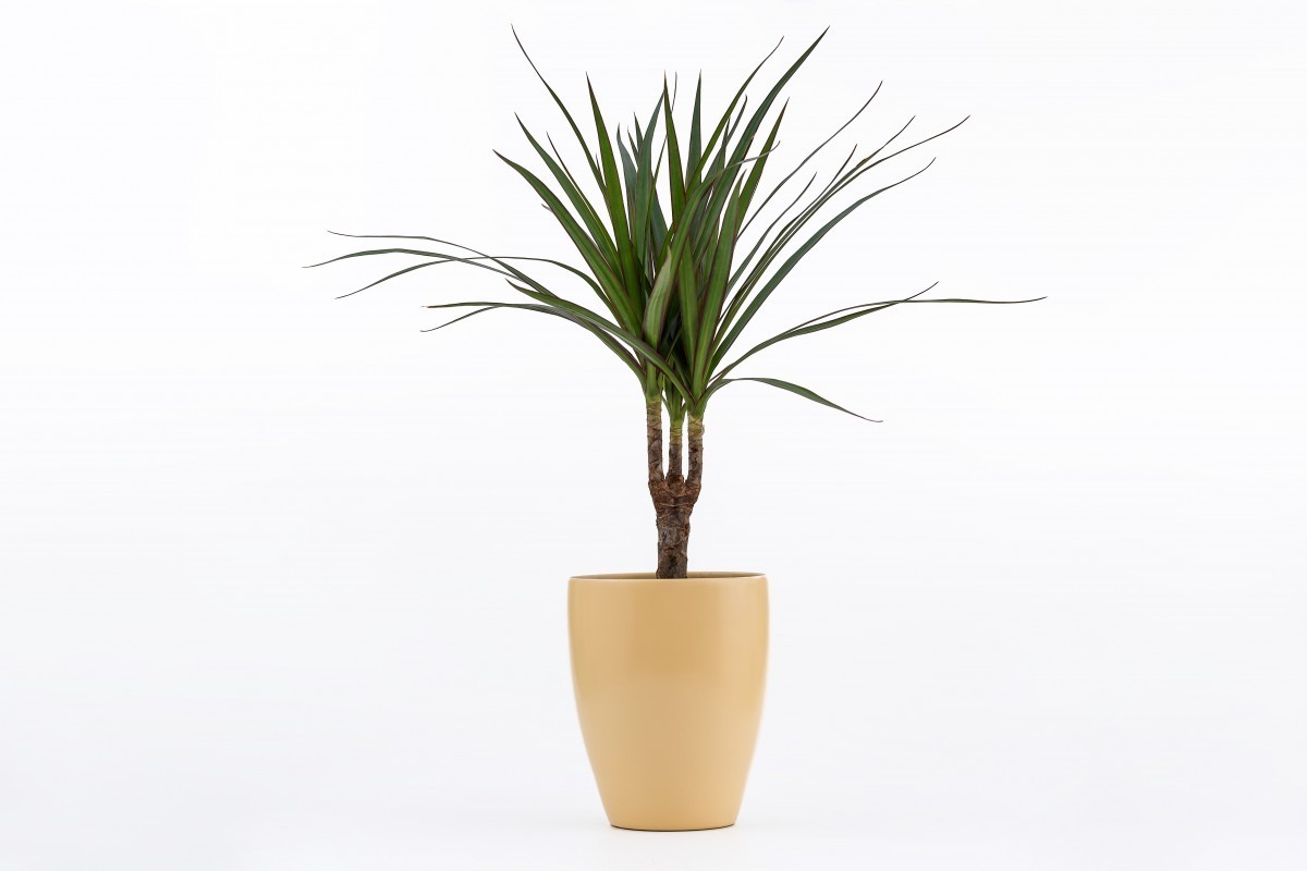 Dracéna marginata