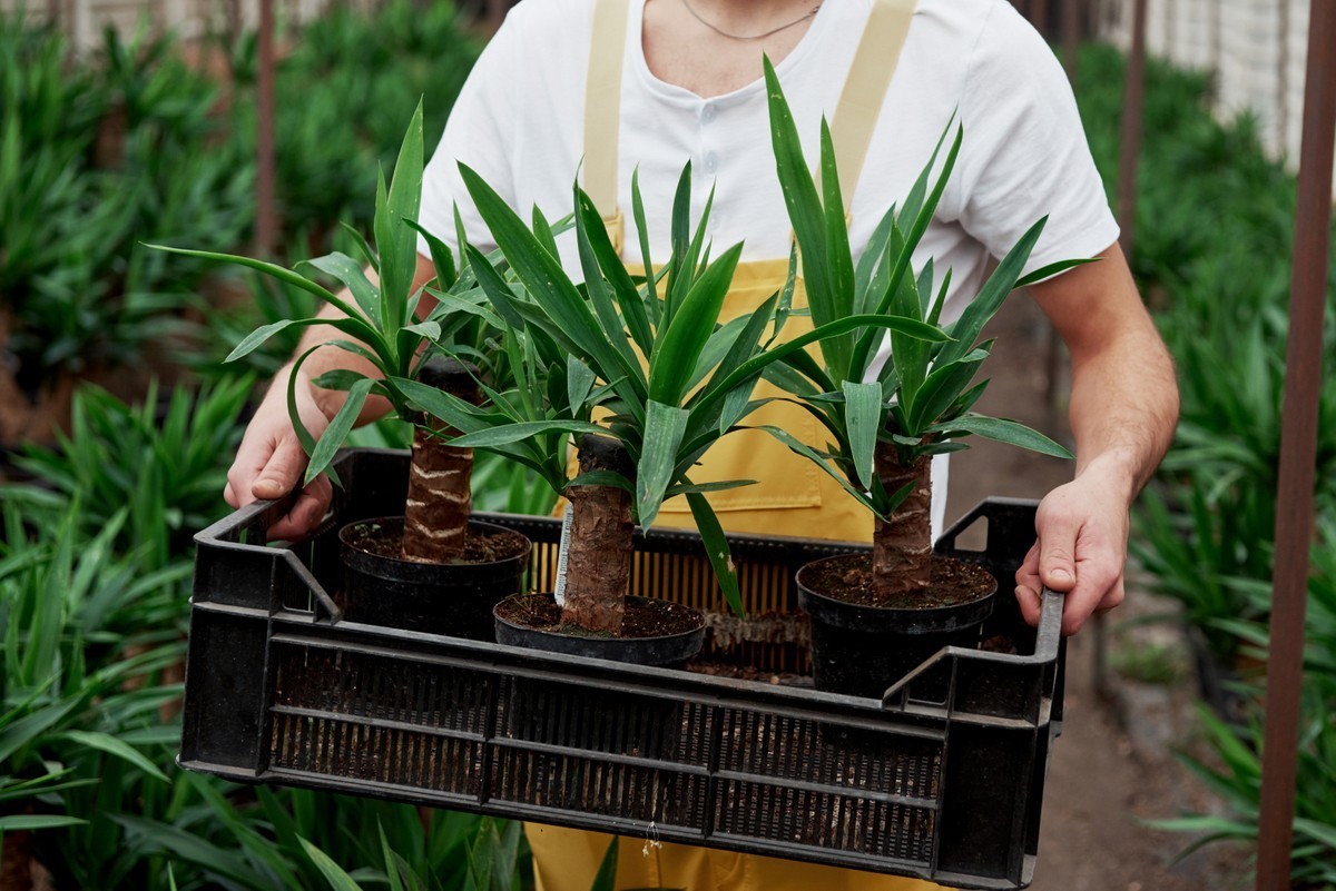 dracena množení