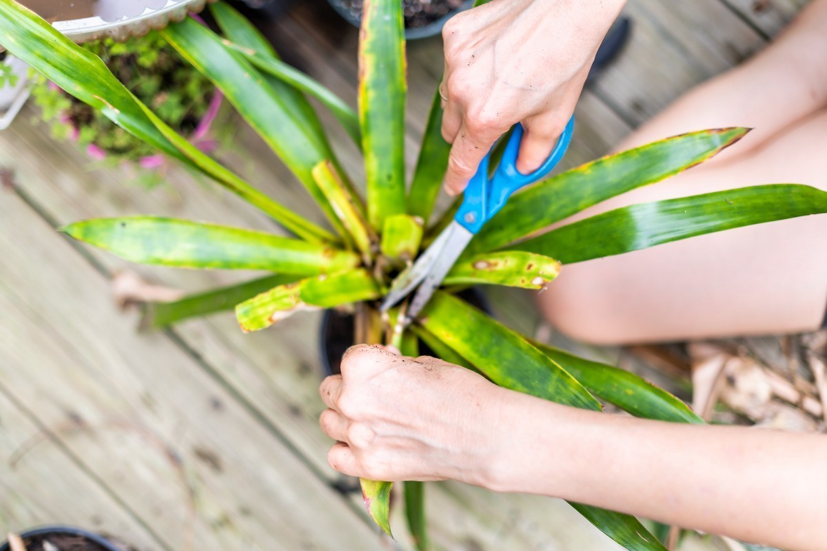 dracena množení