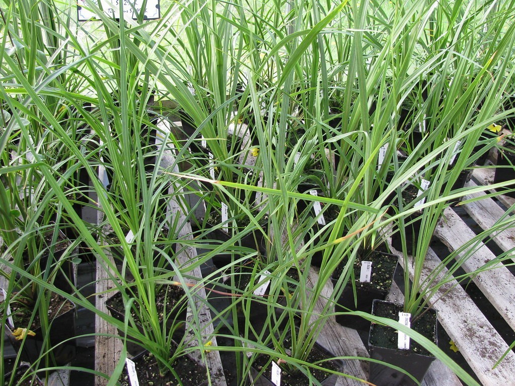 dracena pěstování