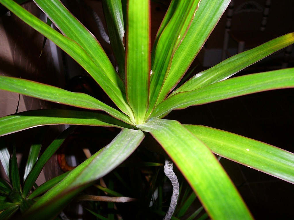 dracena druhy