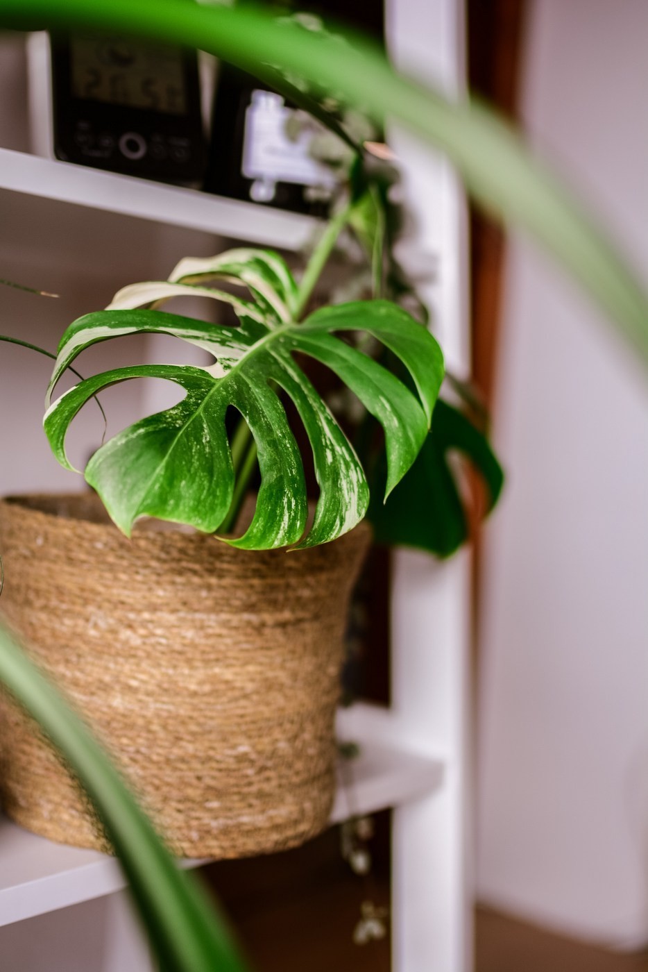 Monstera Albo