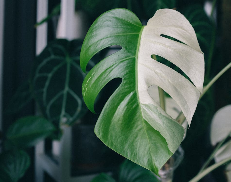 Monstera Albo Variegata