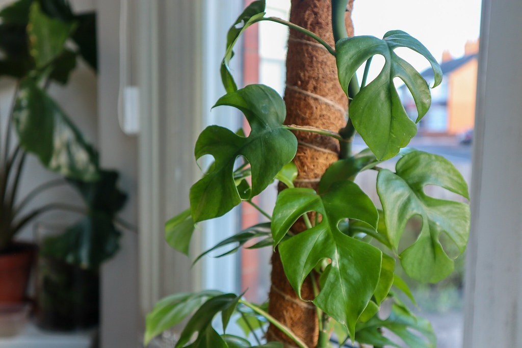 Monstera minima
