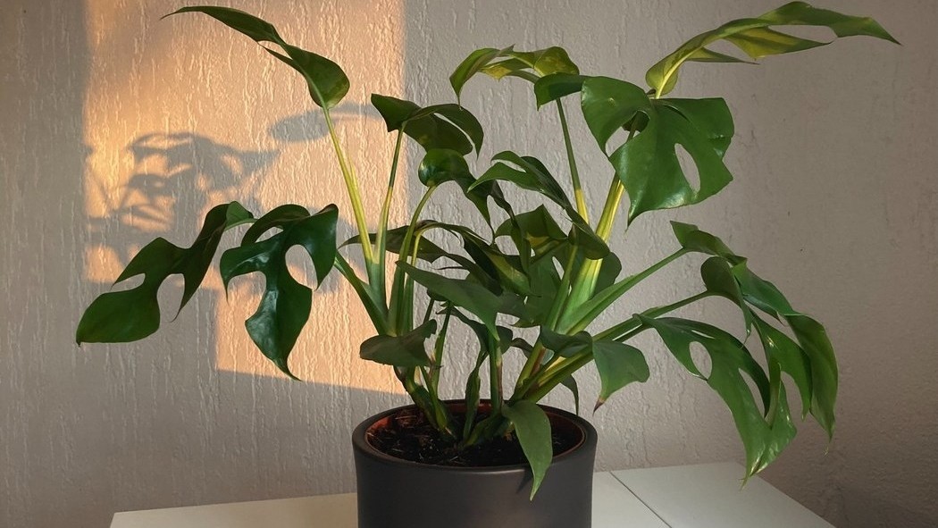 Jak se starat o monstera minima?