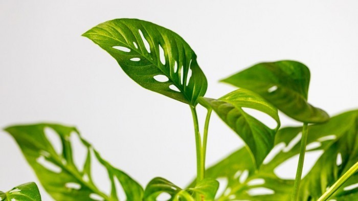 Monstera adansonii a její přezdívka monkey mask