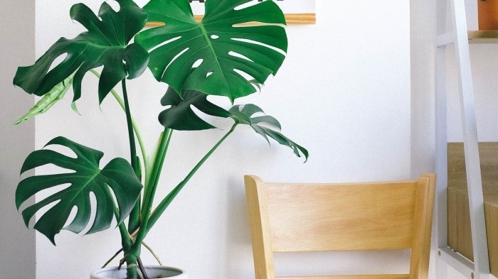Monstera deliciosa je královnou pokojových rostlin