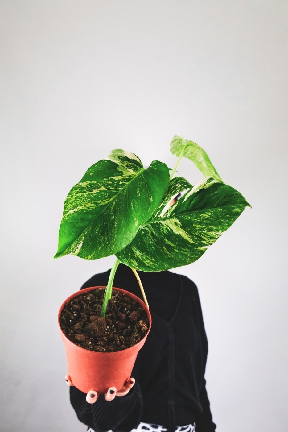 Monstera variegata