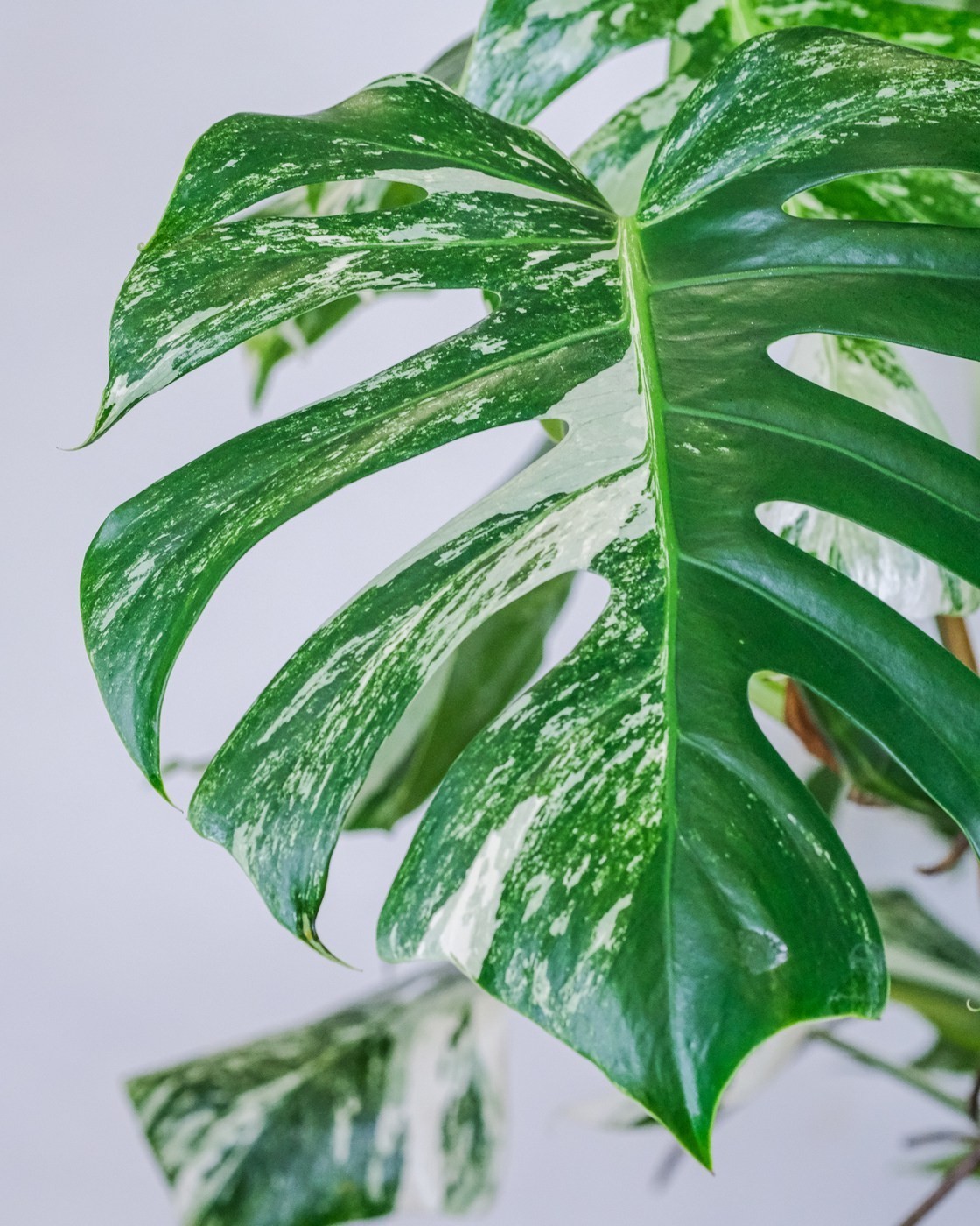 monstera variegata