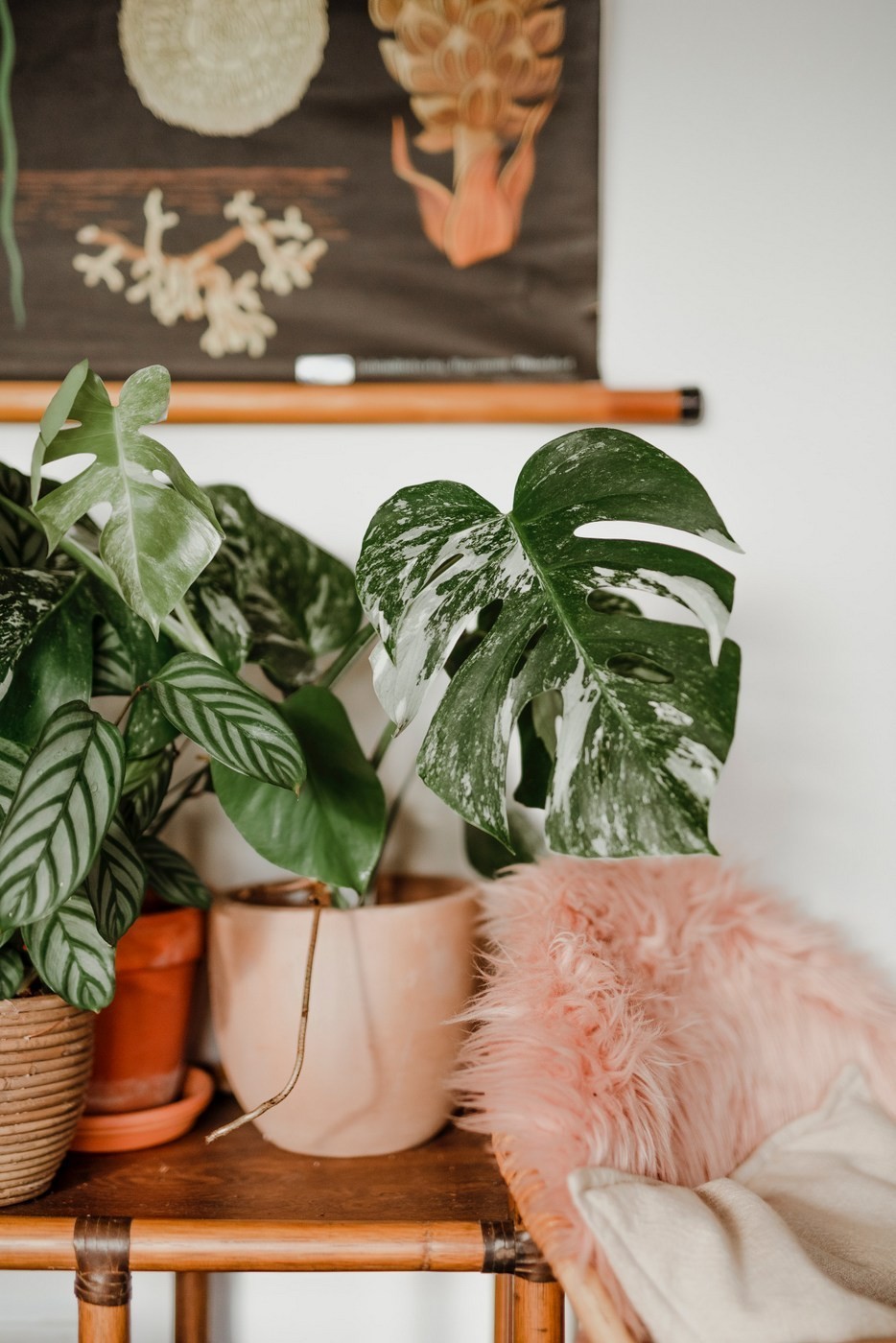 Monstera variegata