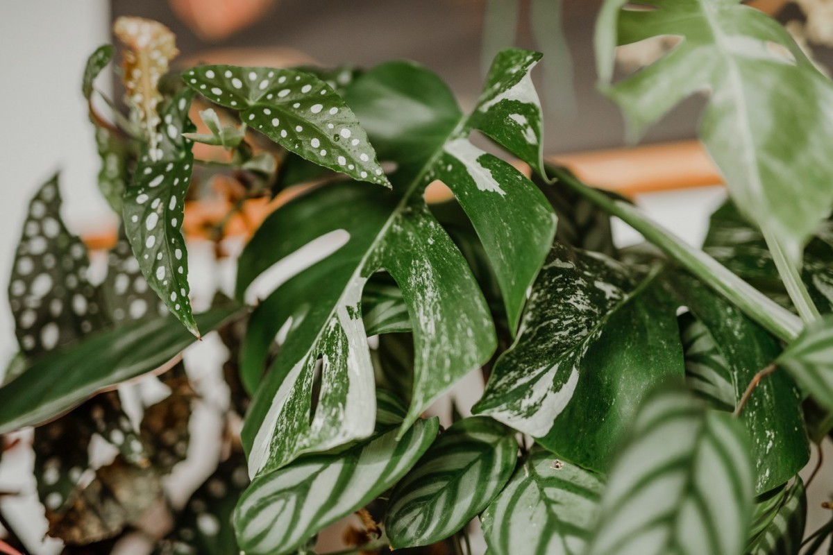 Monstera variegata