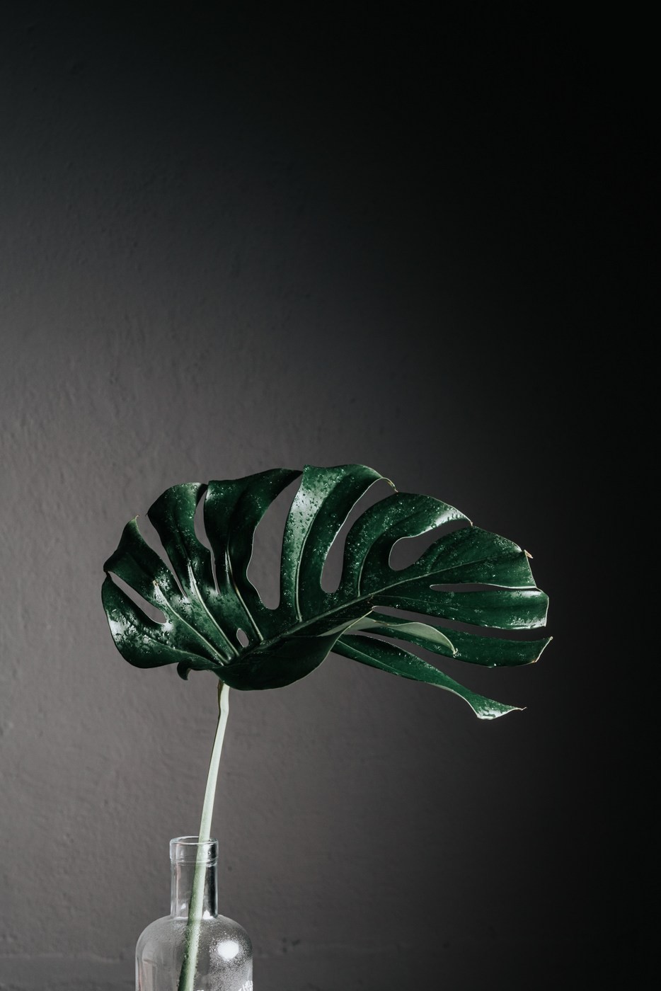 Monstera variegata