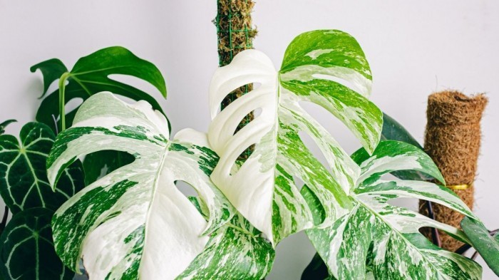 Mostera variegata patří mezi nejdažší rostliny světa