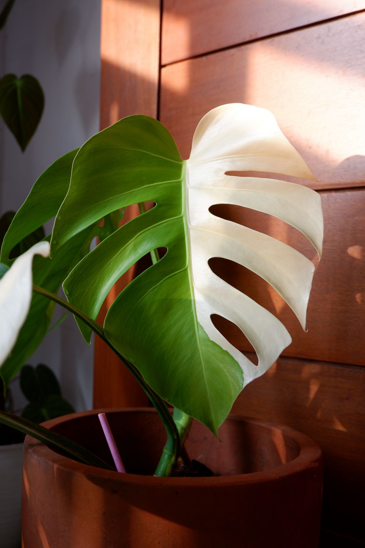 monstera deliciosa albo variegata