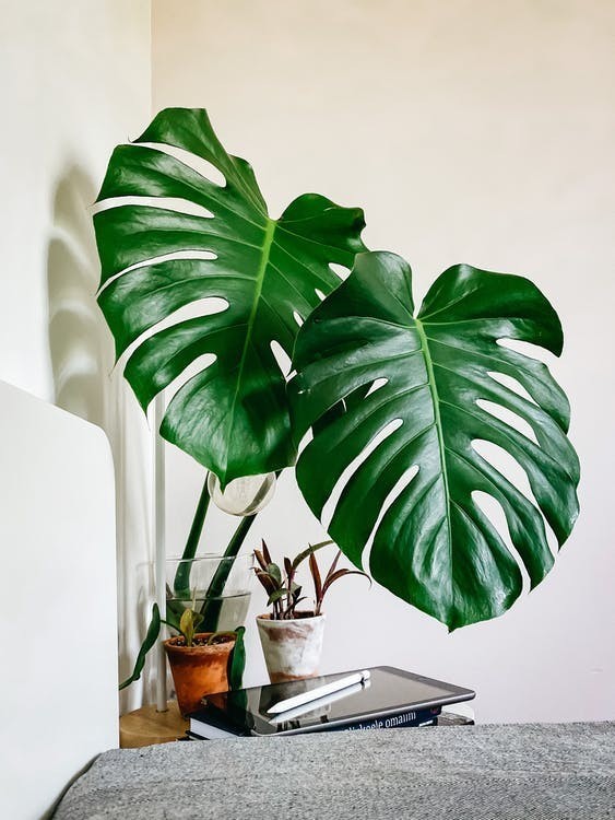 Monstera skvostná množení