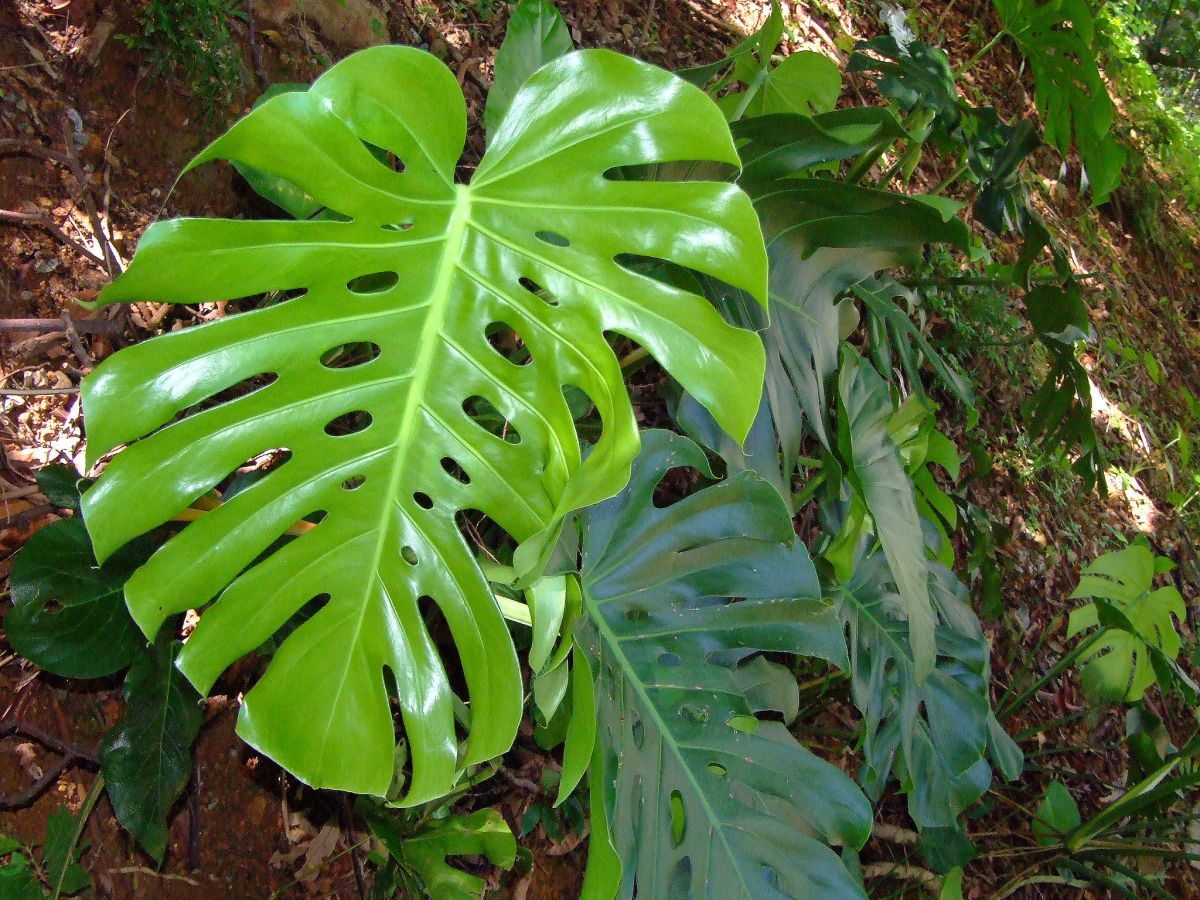 monstera druhy