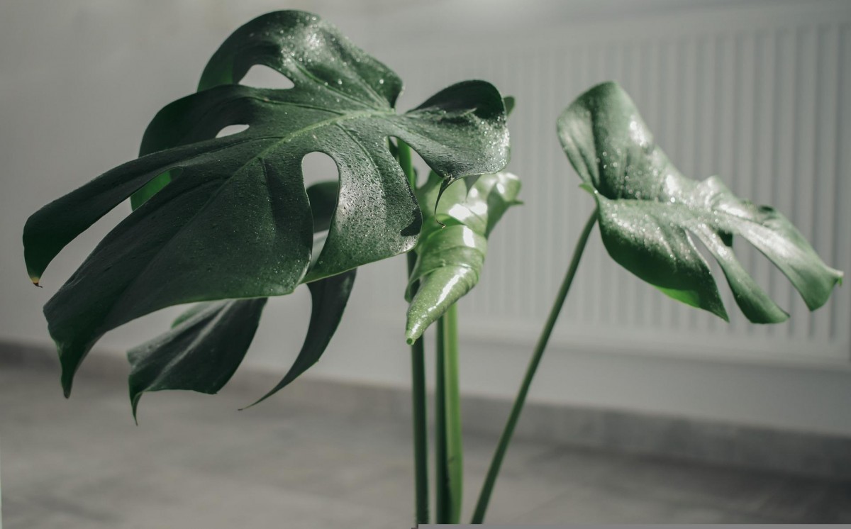 monstera množení