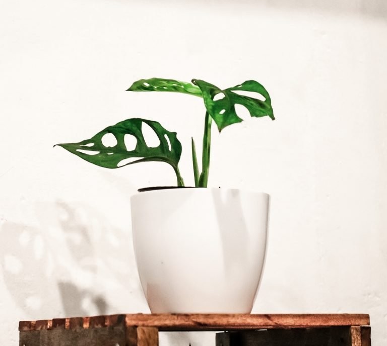 monstera množení