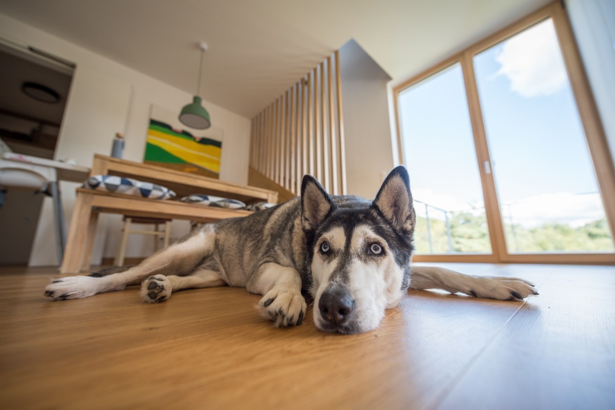 Reference a zkušenosti s firmou Vesper Homes