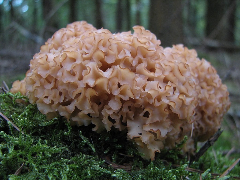 jedlé dřevokazné houby