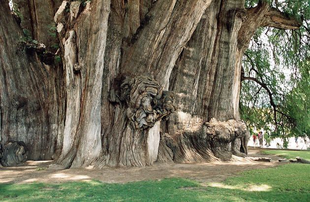 Strom s největším obvodem kmene Arbol del Tule