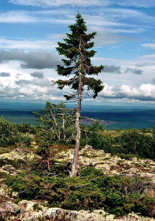 Nejstarší strom Old Tjikko