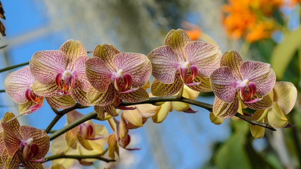orchidej pěstování