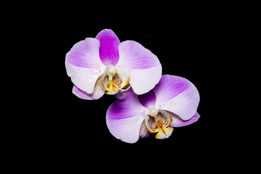 orchidej pěstování